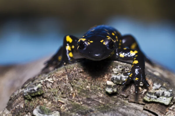Salamandre flamboyante — Photo