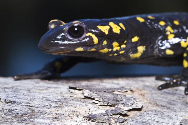 Огненная саламандра — стоковое фото