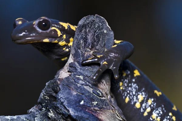 Огненная саламандра — стоковое фото