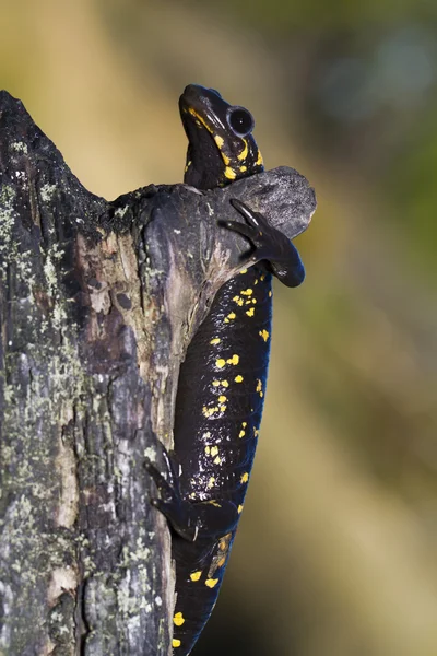 Salamandre flamboyante — Photo