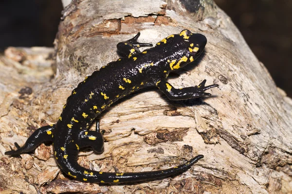 Fire salamander — Stock Photo, Image
