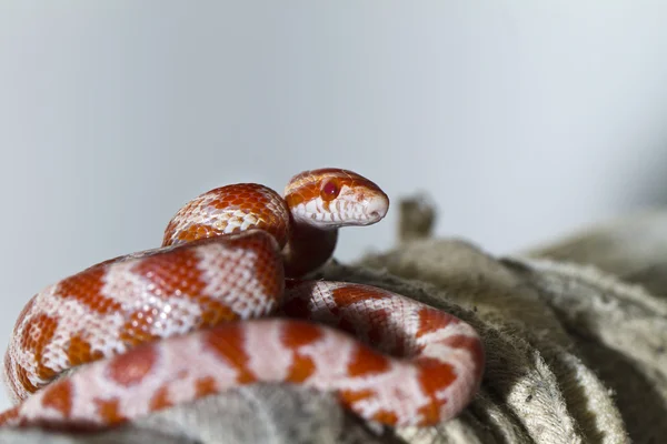 Red corn snake — Stock Photo, Image