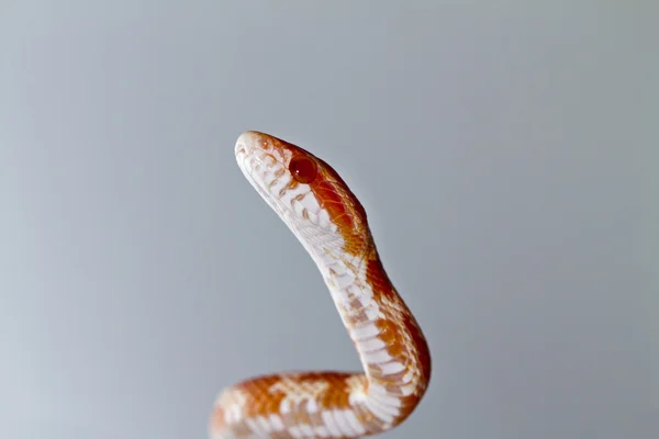 Piros kukorica kígyó — Stock Fotó