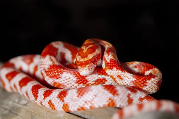 Röd majs orm — Stockfoto