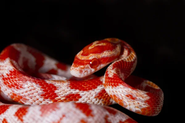 Cobra de milho vermelho — Fotografia de Stock