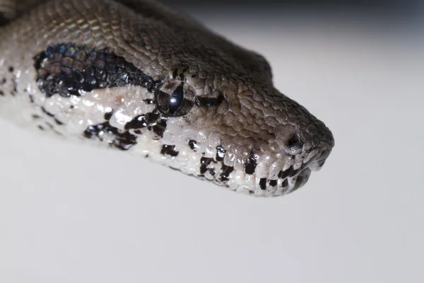蟒蛇的头 — 图库照片
