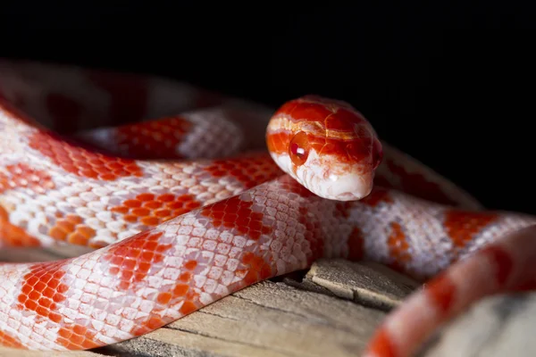 Serpente di mais rosso — Foto Stock