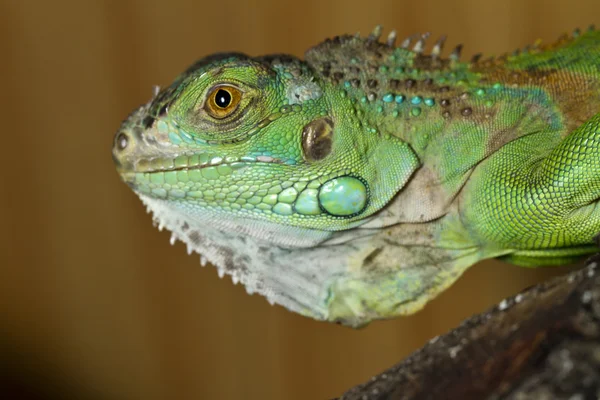 Lagarto iguana — Foto de Stock