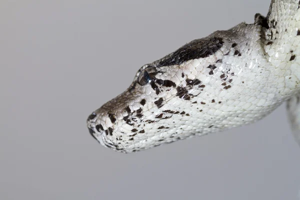 Boa constrictor head — Stock Photo, Image