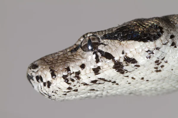 蟒蛇的头 — 图库照片