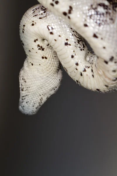 Cabeça de Boa constritor — Fotografia de Stock