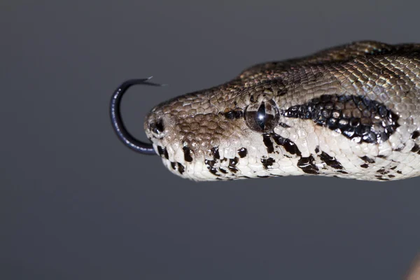 Boa Yılanı başını — Stok fotoğraf