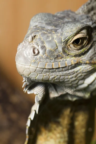 Iguana lizard — Stockfoto