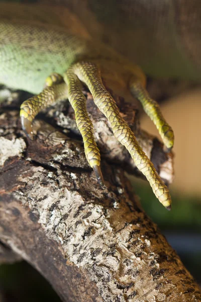 Iguana lizard claw — Stock Photo, Image