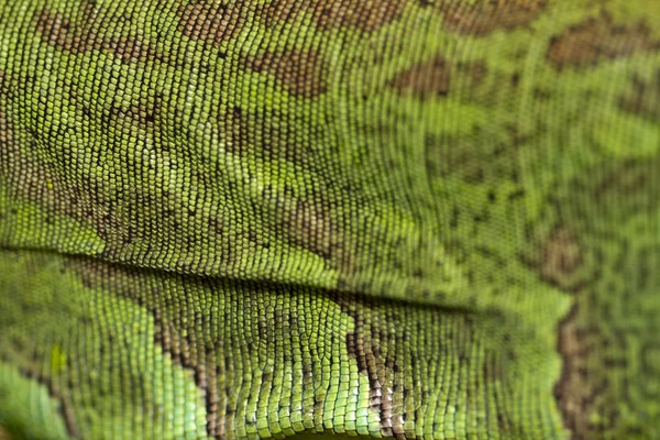 Pelle di lucertola d'iguana — Foto Stock