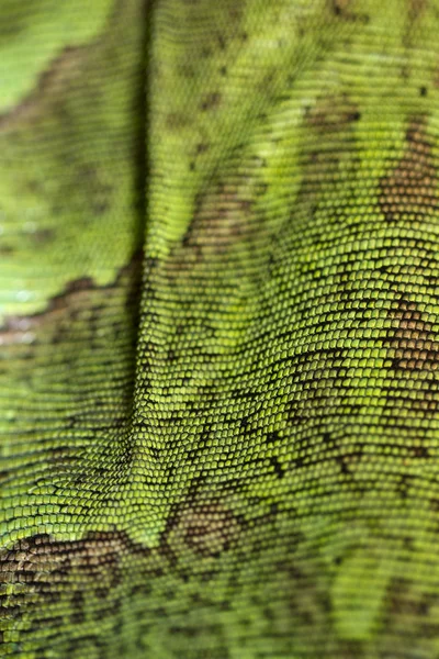 Iguana lucertola texture della pelle — Foto Stock