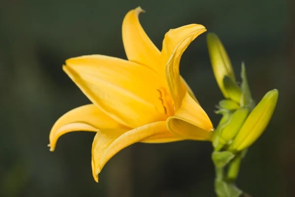 Желтый дневной цветок — стоковое фото