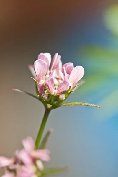 Dorycnopsis gerardii — Fotografie, imagine de stoc