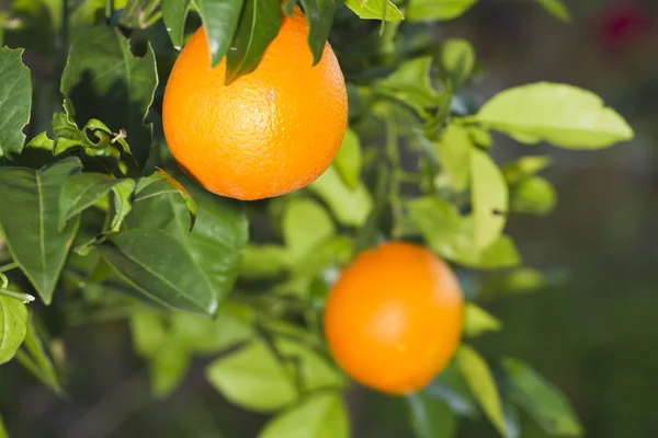 Πορτοκαλί φρούτα — Φωτογραφία Αρχείου