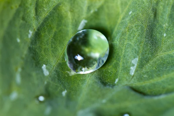 Vatten droplet på ett blad — Stockfoto