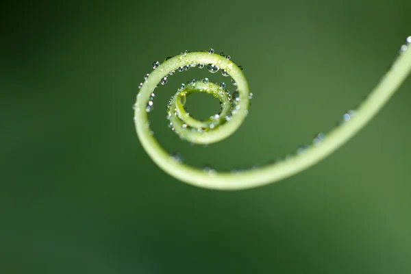 Curved swirl — Stock Photo, Image
