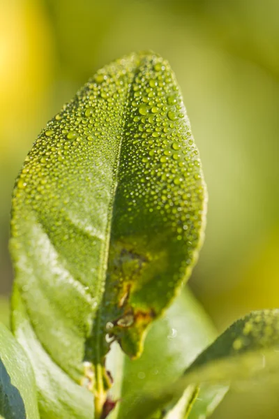 水滴のついた葉 — ストック写真