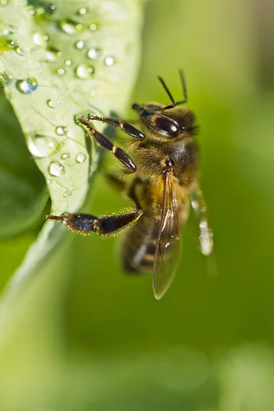 Honey bee — Stock Photo, Image