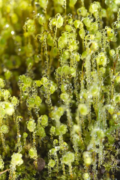 Зеленый мох — стоковое фото