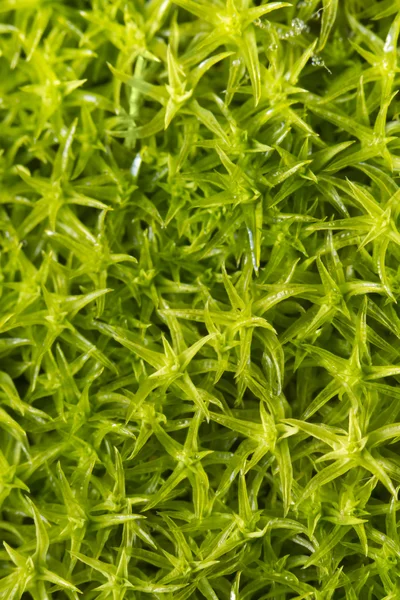 Moss växter — Stockfoto
