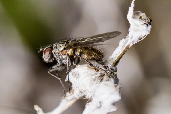 Et sineği — Stok fotoğraf