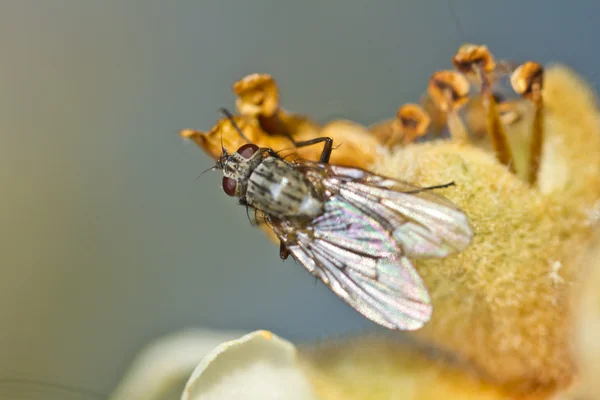 Flesh fly — Stock Photo, Image