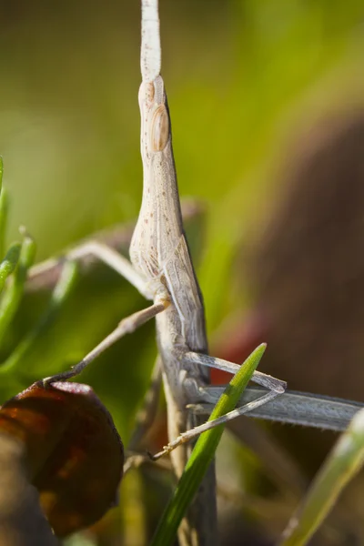 奇怪 grasshoppper — 图库照片