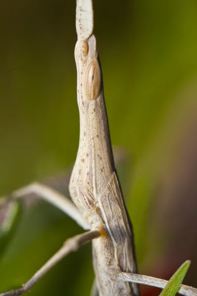 奇怪 grasshoppper — 图库照片