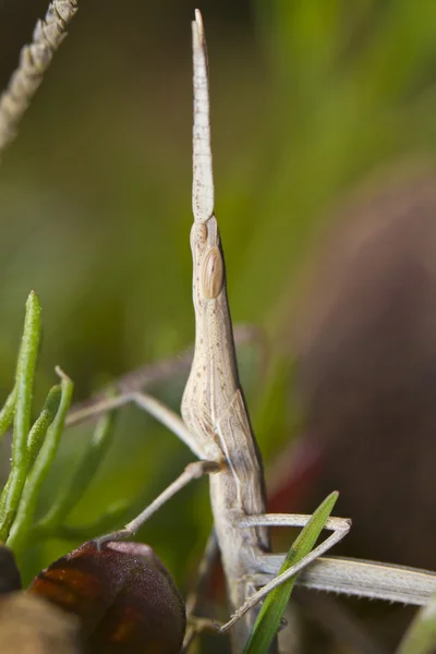 Furcsa grasshoppper — Stock Fotó