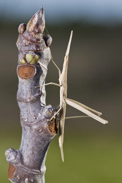 Dziwne grasshoppper — Zdjęcie stockowe