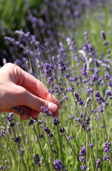 stock image Close up of lavender flowers