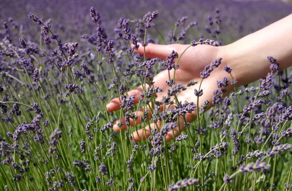 Stock image Hand brushing lavender flowers