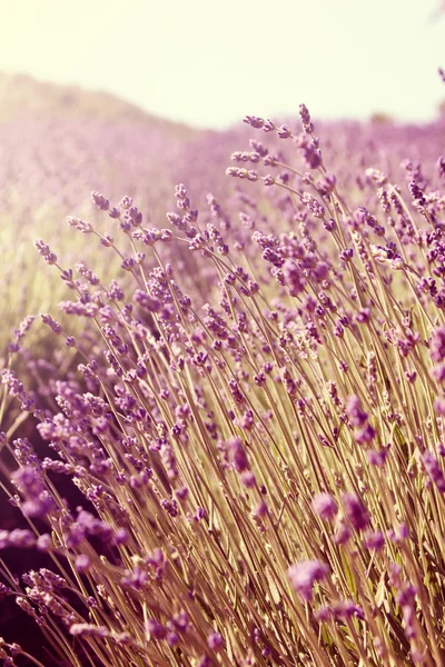 stock image Lavender field during senset