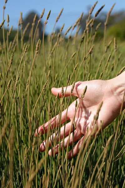 stock image Spring field