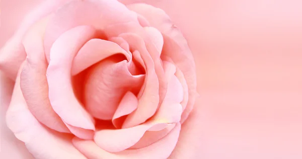 Rosa rosada tierna — Foto de Stock
