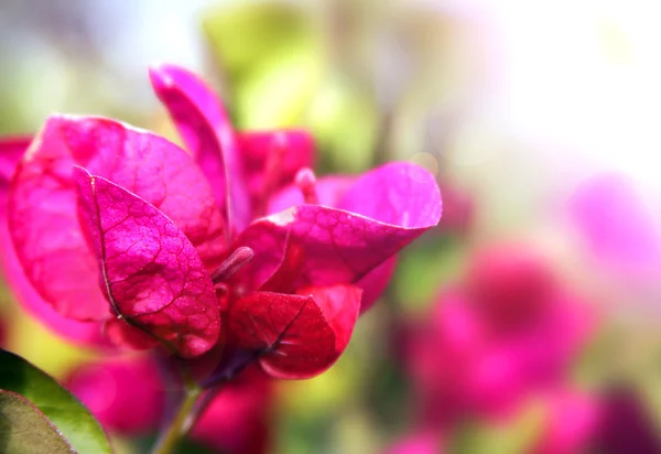 Bougainvillea blossoms — Stock Photo, Image
