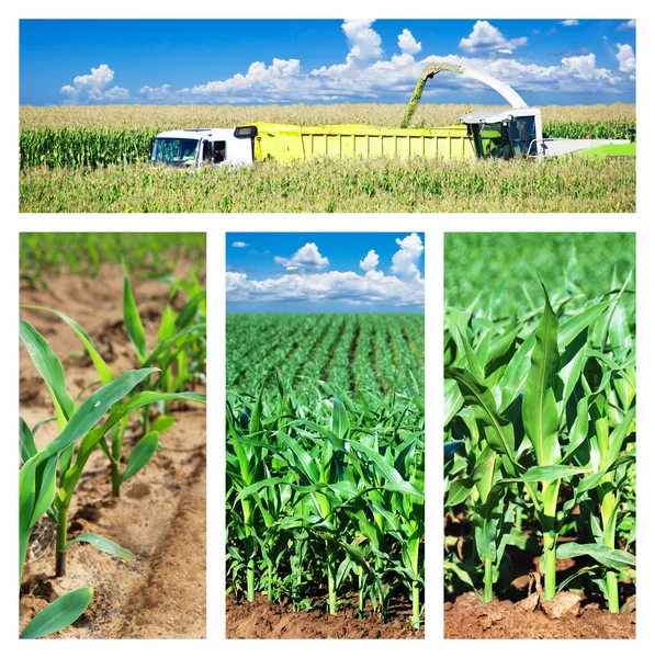 Коллаж кукурузы на поле — стоковое фото