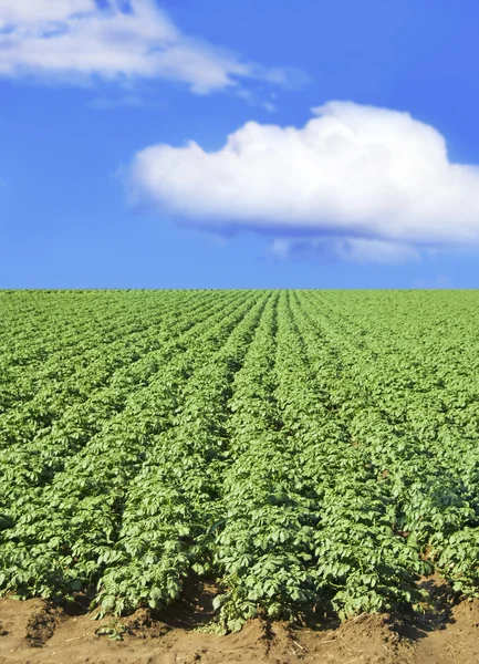 Pole ziemniaków przeciw błękitne niebo i chmury — Zdjęcie stockowe