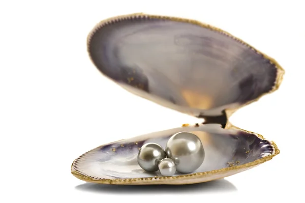 Smukke perler i en muslingeskal - Stock-foto