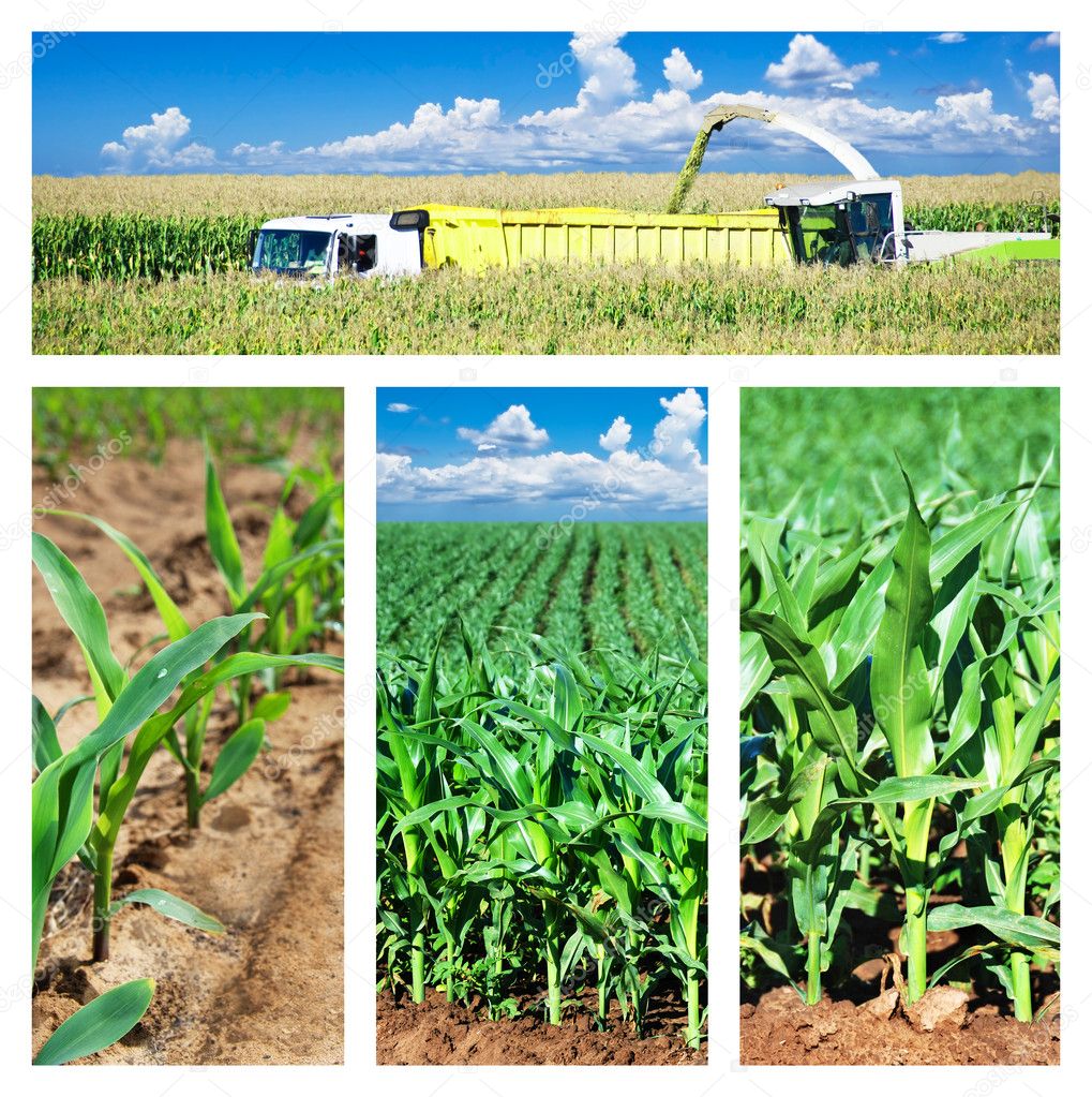 Collage of maize on the field