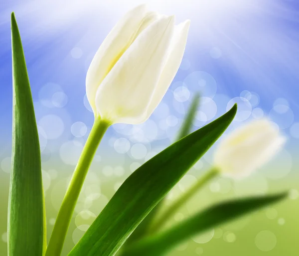 Fundo de primavera com tulipas brancas — Fotografia de Stock