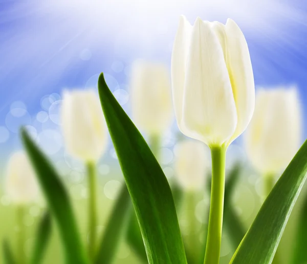 stock image Spring background with white tulips