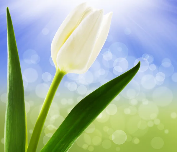 Spring background with white tulips — Stock Photo, Image