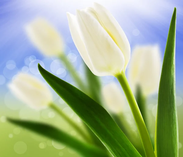 stock image Spring background with white tulips