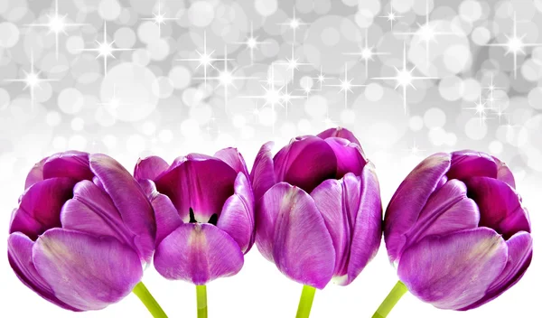 Spring background of pink tulips with star background — Stock Photo, Image